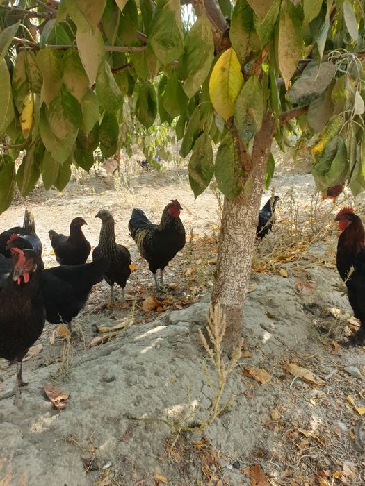 Xurozlar  петухи