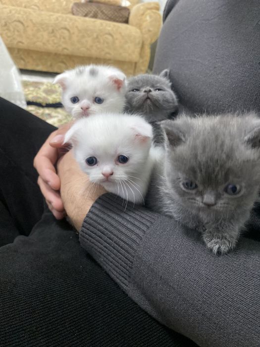 Uyda bosqichsiz jinsiy aloqa