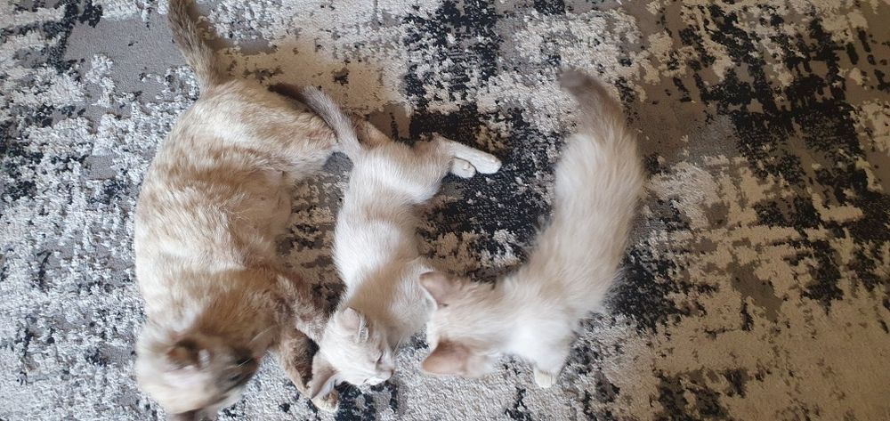 Mushuk bolalari sotiladi