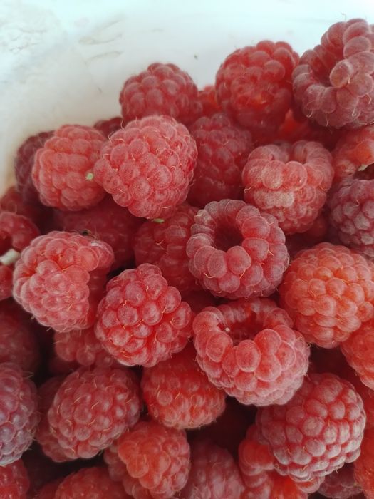 Продам саженцы малины