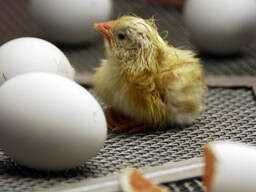 яйца  утиные домашние для инкубации