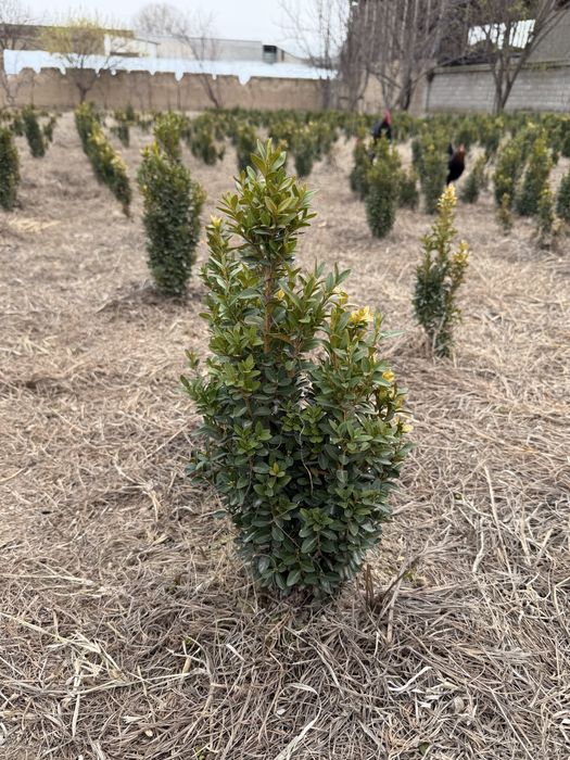 Shamshod шамшод kõchatlar