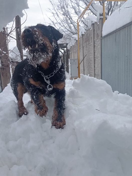 Ягдтерьер кабель для вязки