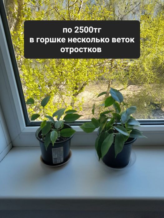 Фикусы. Комнатное растение