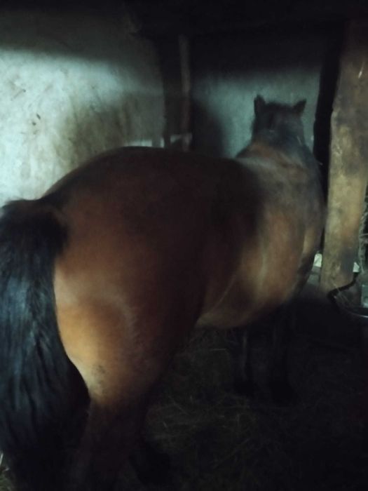 Vând vând vând mânz de 1 an necastrat