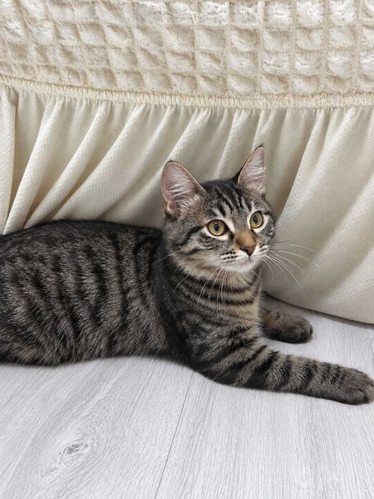 Котенок мальчик ( 3,5-4,5 месяца)