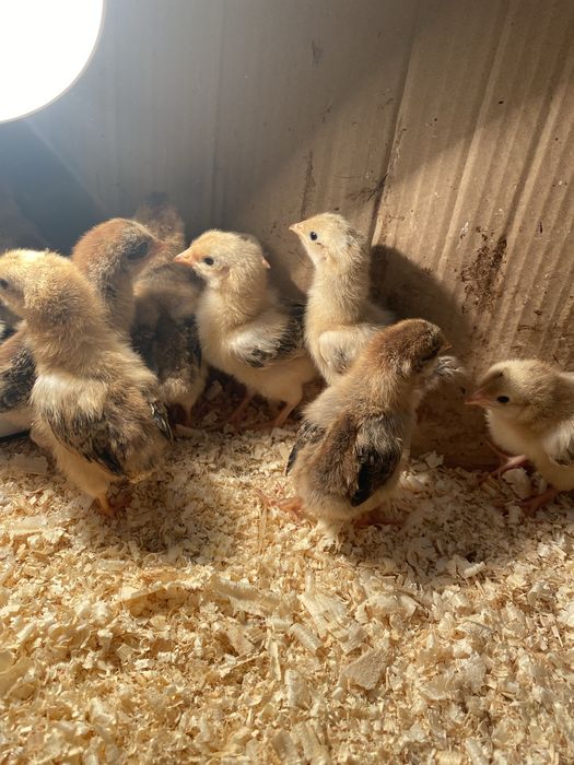 Цыплята Кучин юбилейный .