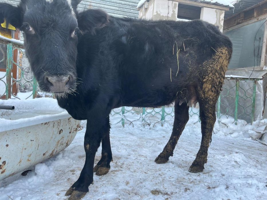 Сиыр сатылады