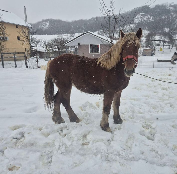 Vând mânz de un an și 4 luni