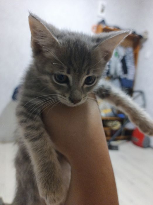 Котёнок в добрый руки