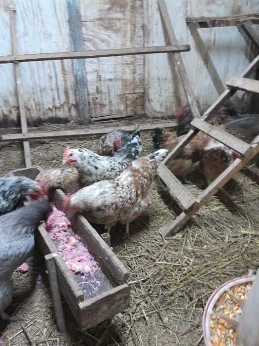 Инкубационное яйцо