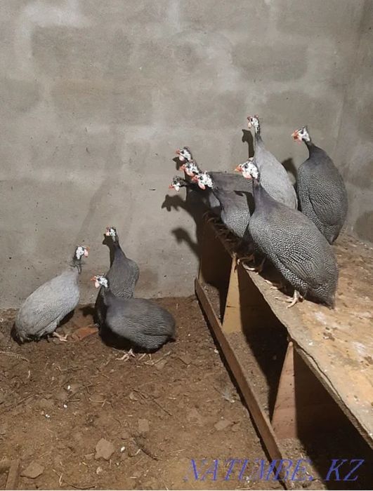 Продам цесарок прошлогодних