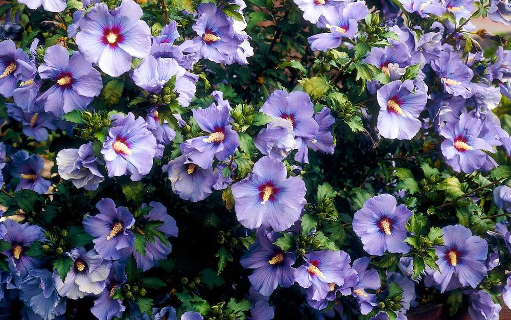 Hibiscus Syriacus- Trandafir de gradina