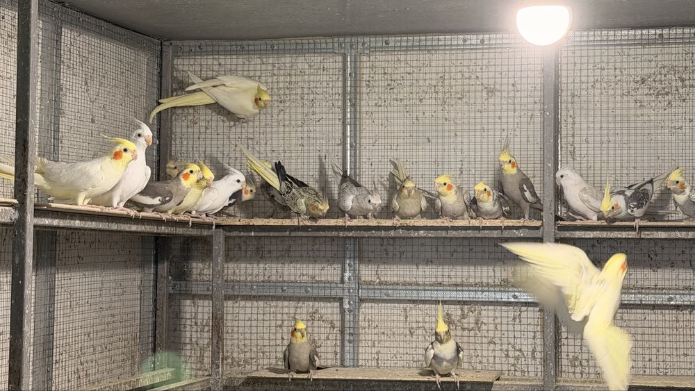 Продавам Корели