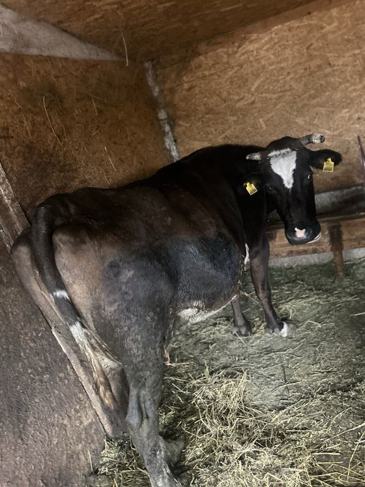 Vaca de vanzare