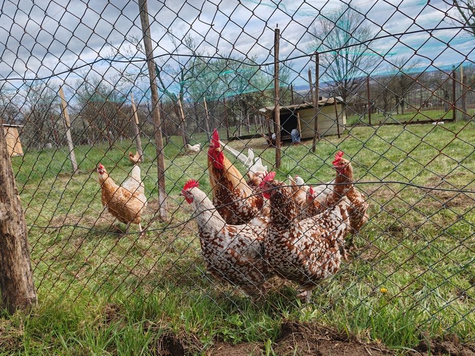 Oua Brahma, Wiandotte, Pita Pinta