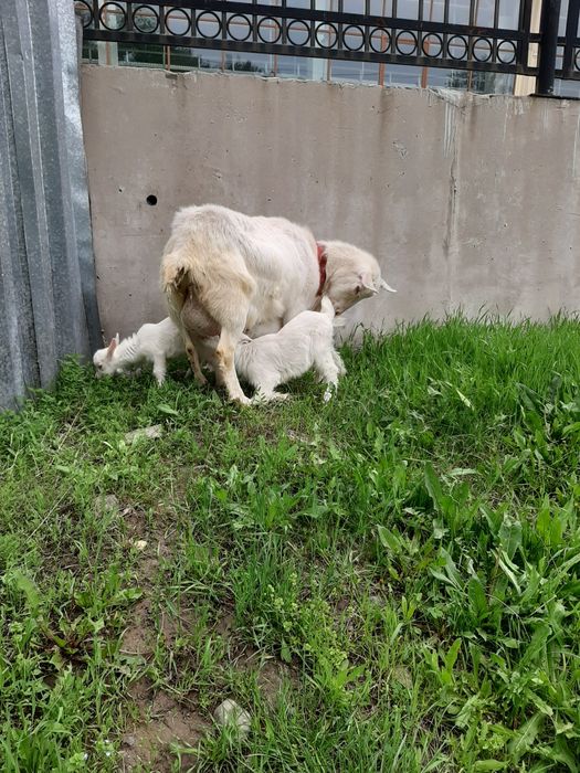 Козье молоко с доставкой на дом!