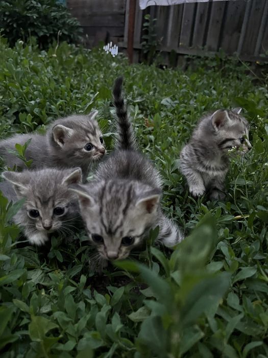Отдам котят в добрые руки