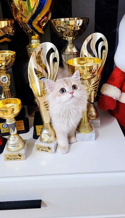 Fetita british longhair culoare rara - lilac golden