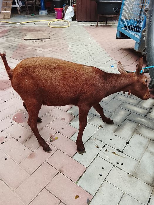 De vânzare țapi de 2 ani și 1 an și de  8 luni