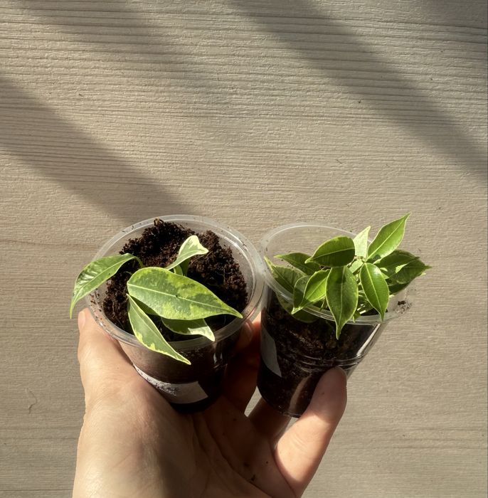 Пролам фикусы укорененные