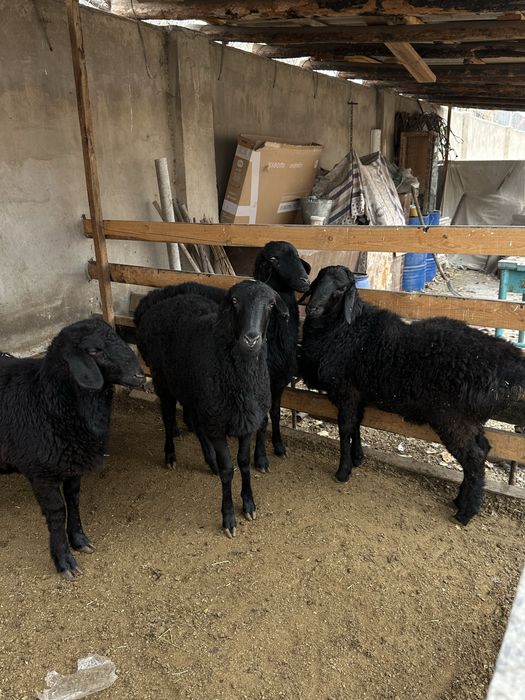 Қой сатылады келісеміз