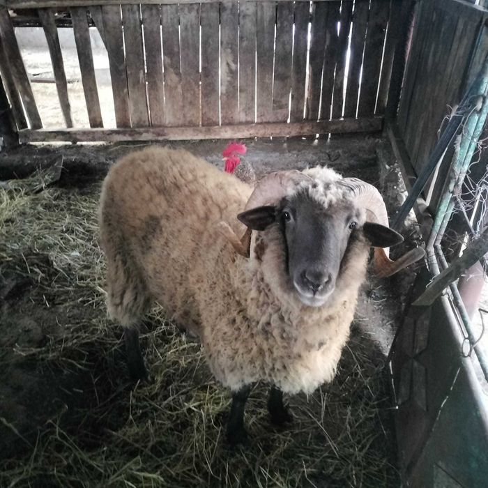 Vând un berbec, o mia și o oaie  cu doi   miei