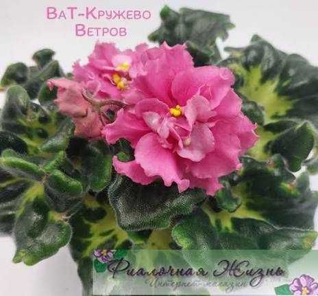 Фиалки (стартёры)
