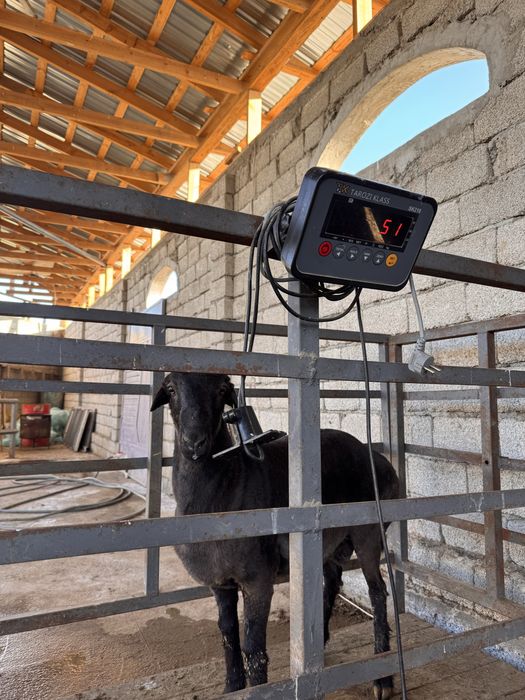 Qo‘y so‘yish xizmati – 51 kg, 4,79 mln (hammasi ichida)