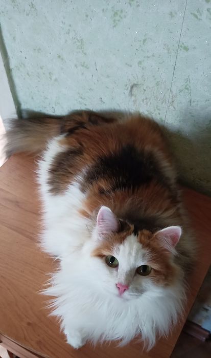 Красотка Лилу ищет себе хозяина