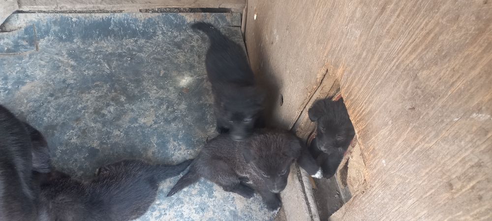 Продам щенков овчарки