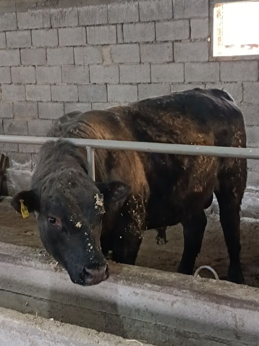 Семіз бұқалар сатылады