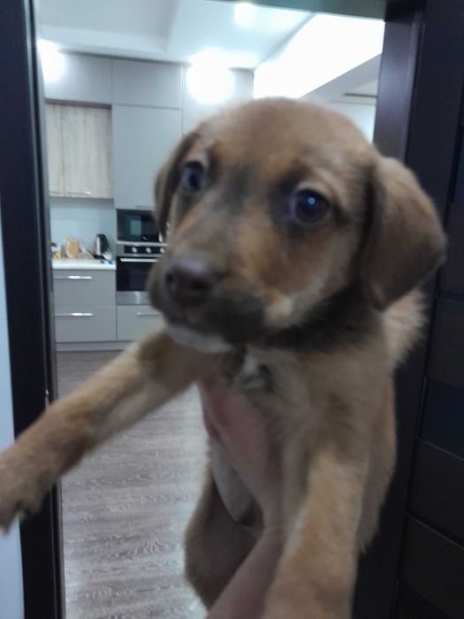 Срочно продам щенка!