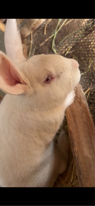 Quyonlar bor hikil ponda