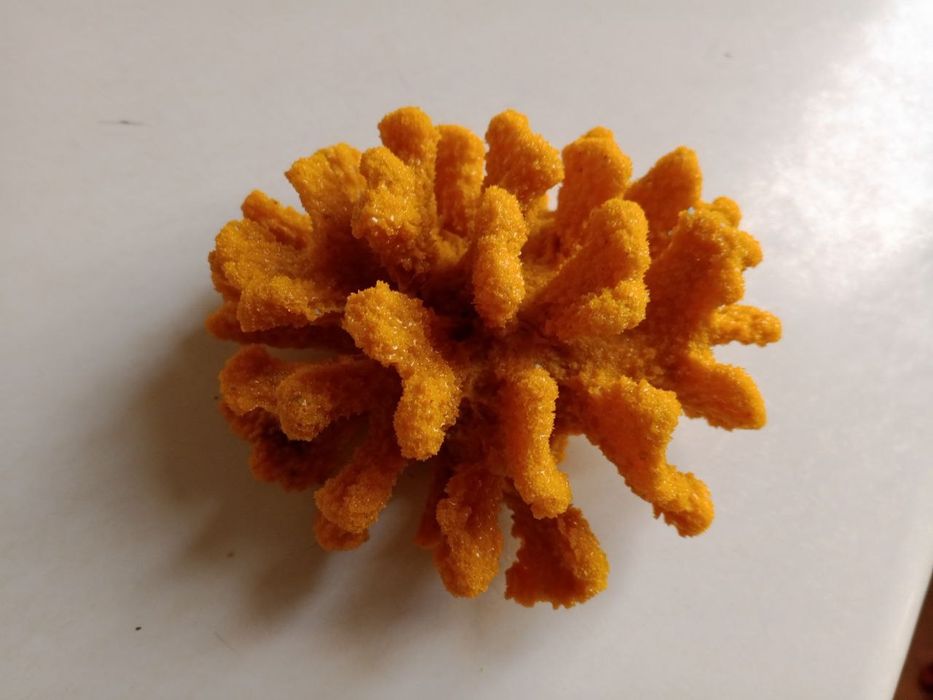 Akvarium uchun Karallar