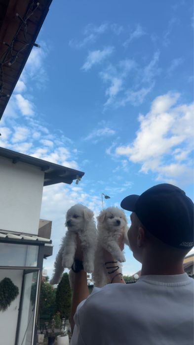 Pui din rasa Bichon
