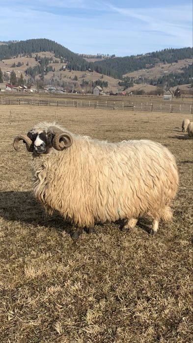 Berbec breaz de vanzare