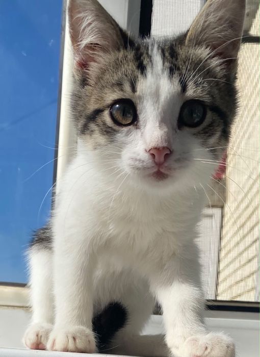 Отдам в добрые руки котенка
