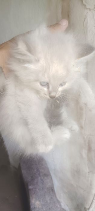 Отдам бесплатно котёнка