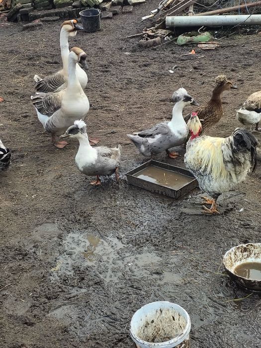 Disponibile oua pt. Incubat de gâsca și rată moțată.