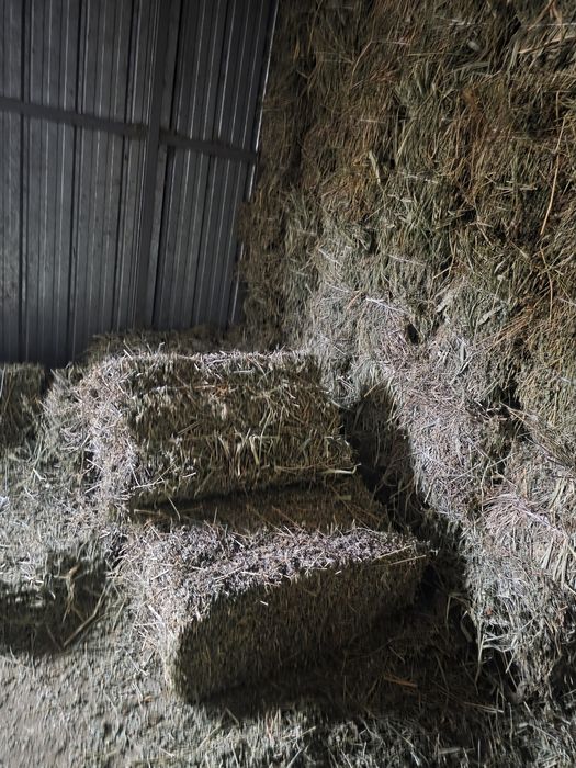 Клевер жоңышқа 45 пресс