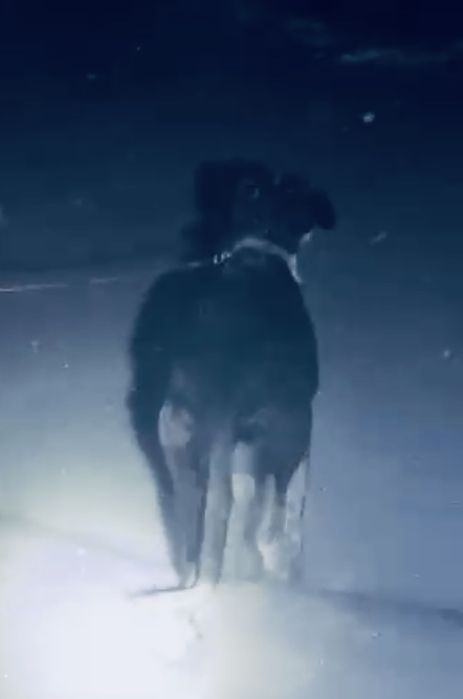 Продам собака грейхорд) Торг бар