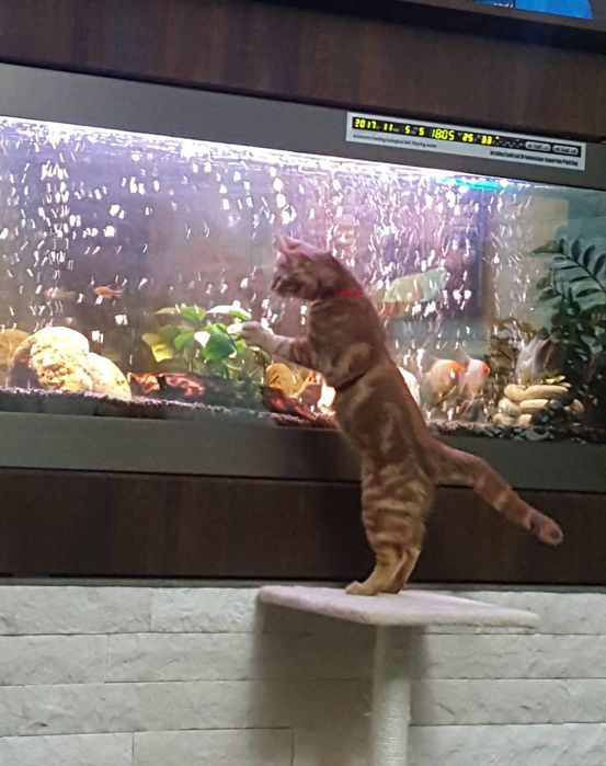 Acvariu pesti incastrabil 170x60x14cm