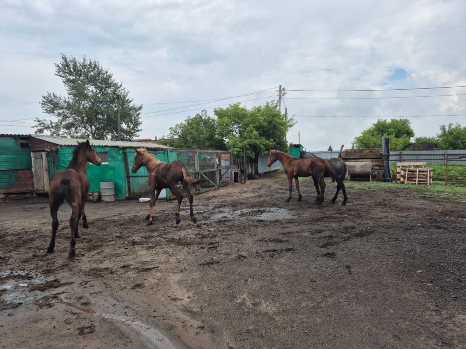Продам оптом тайчиков