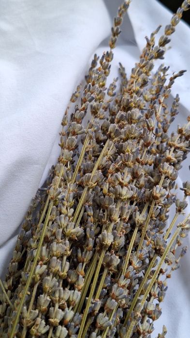 Букет ароматной лаванды