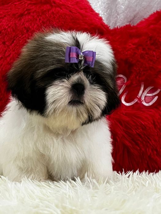 Шикарные щеночки ши-тцу