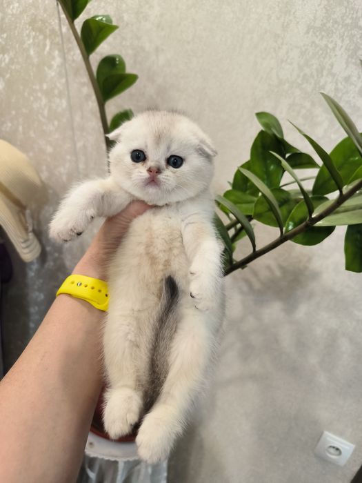 Котята от правильной вязки