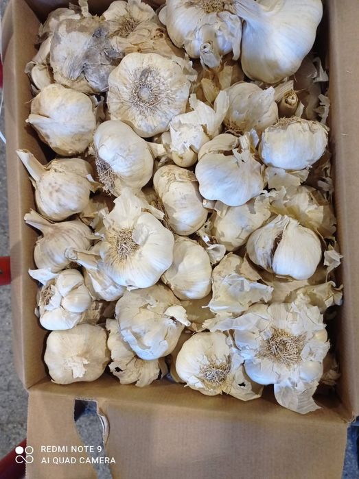 Чесън за консумация зимно и пролетно засаждане