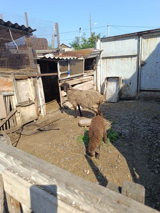 Продам овцу с ягнёнком