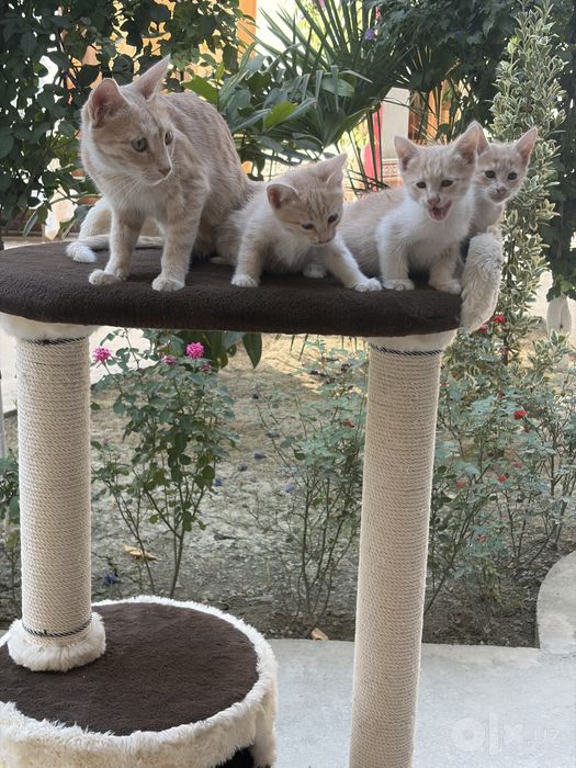 Котёнок.